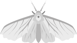 Giant Moth