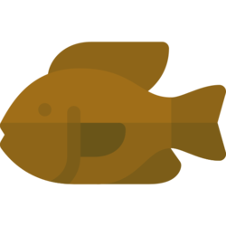 Tilapia