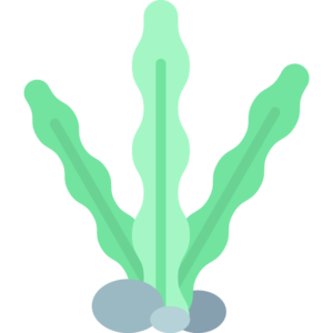 Seaweed (item).png